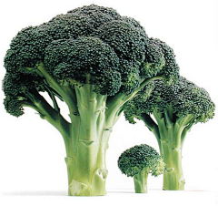 清闲y采集到蔬菜