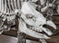 Skulls & Bones (165)