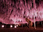 日本144岁的紫藤：古老的紫藤树，花如瀑布雨水，甚是震撼！