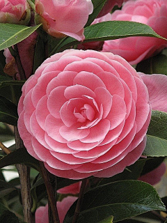 心水久久采集到花花世界