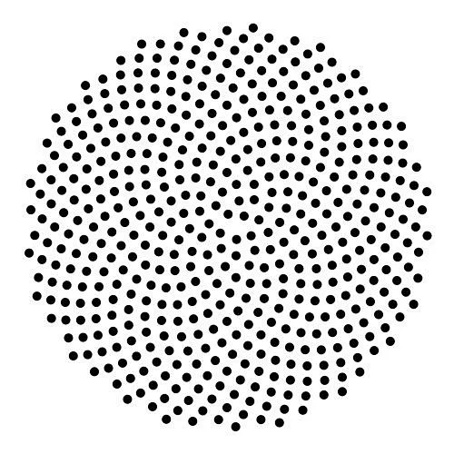 Sunflower fibonacci spiral 