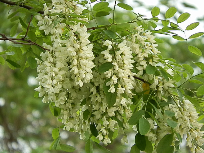 国槐