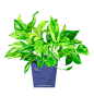 春天春季盆栽热带植物绿罗鲜花免抠素材_PNG：_设计交流Q群782467762，都是颜值爆表的设计伙伴，欢迎加入一起探讨设计中的美_@宇飞视觉