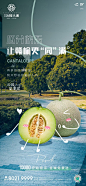 #碧桂园# #水果# 全城派送哈密瓜2