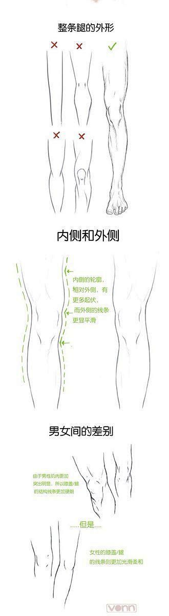 人体教程/人体参考/人体 膝盖的画法
花...