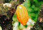 Sustainability, cocoa sustainability, sustainable cocoa, why is sustainability important, sustainability defined, sustainability movement, cocoa plant, cocoa bean, cacao, raw cacao, deforestation, what is deforestation