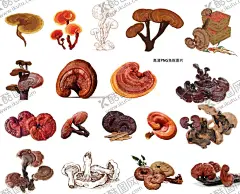 灵芝 【酷图网】灵芝,野生灵芝,中药,补药,养生,补气血,手绘,手绘灵芝,插画,插图,中医,PNG,素材,药材,药,灵芝简笔画,灵芝线稿,药材摄影,摄影