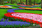 库肯霍夫公园位于阿姆斯特丹近郊盛产球根花田的小镇利瑟(Liess)，也是每年花卉游行的必经之路。世界上最美丽的春季公园