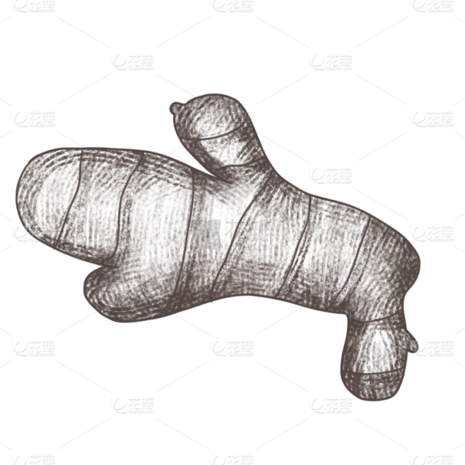 手绘素描干姜元素