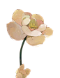 荷1.png