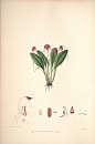 内容：Masdevallia 作者：Woolward, Florence and Lehmann 时间：1896 版本：The genus Masdevallia