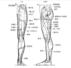 吆合子采集到人体结构