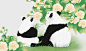可爱的熊猫们，与芙蓉花的日子。#插画#