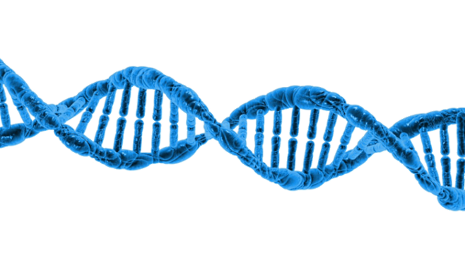 DNA PNG