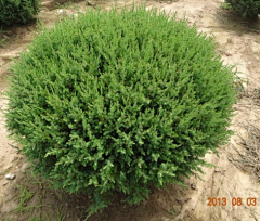 疑生采集到C-植物意向图（灌木）