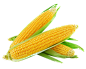 玉米