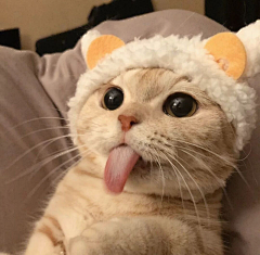 不再改改了吗采集到❤喵星人