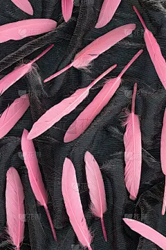 柔和的粉彩羽毛在黑色的丝绸背景。平躺情人概念想法