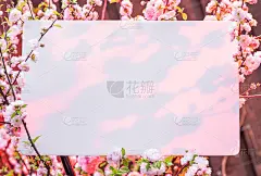 在开花的杏树枝间的纸空白。