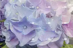 绣球花 花朵 盛开 美丽的花朵 自然 夏天 花壁纸 开花 植物群
