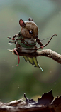 Medieval Rodent Warriors - Original Character Art