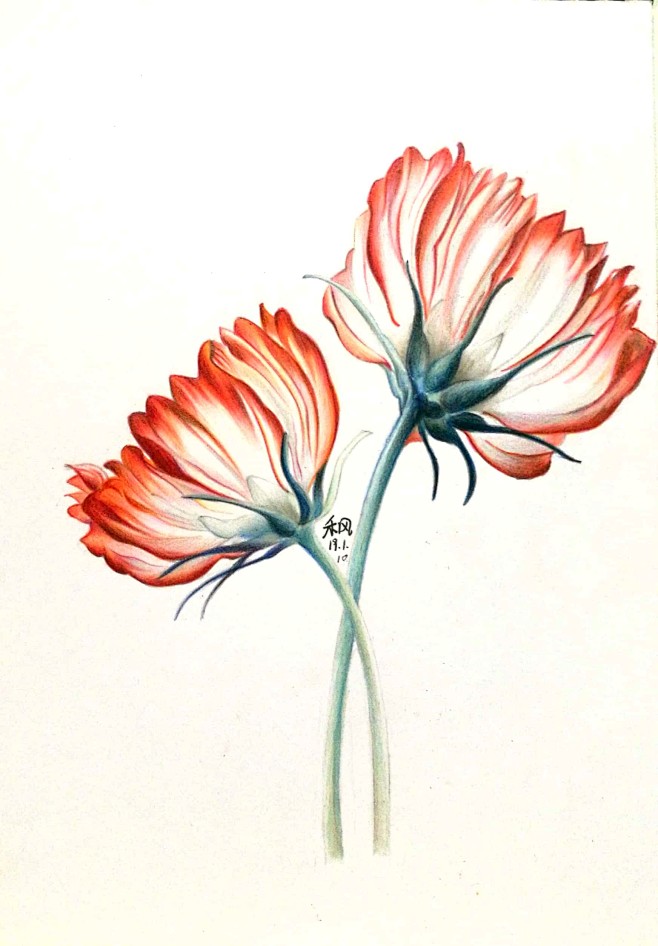 彩铅画花花