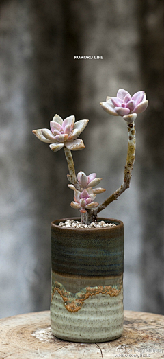 東楓采集到植物