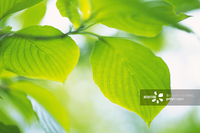 freshgreenleavescloseupdifferentialfocus创意图片