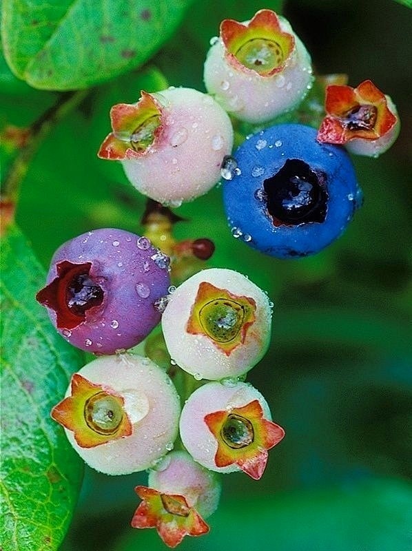 【图】高丛蓝莓