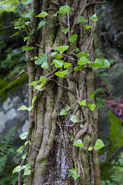 素材大盗采集到场景-植被山石等组合