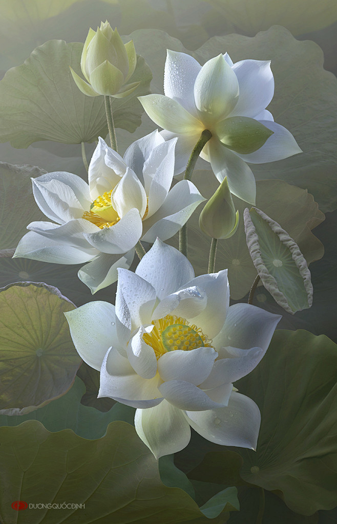 Lotus by duongquocdi...