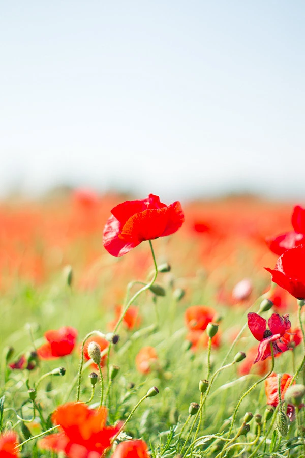 风景。内的花瓣采集图片-陈花喜