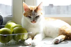 点击来源直接获取大图文件 |猫躺在窗边绿色苹果旁。