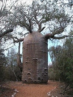 The Baobab Tree can ...