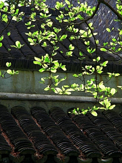 烟雨兰花采集到满园春色关不住