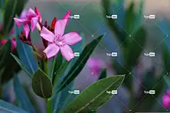 颜色 清除 4K壁纸 花卉 花园 笔记本电脑壁纸 叶子 绿色