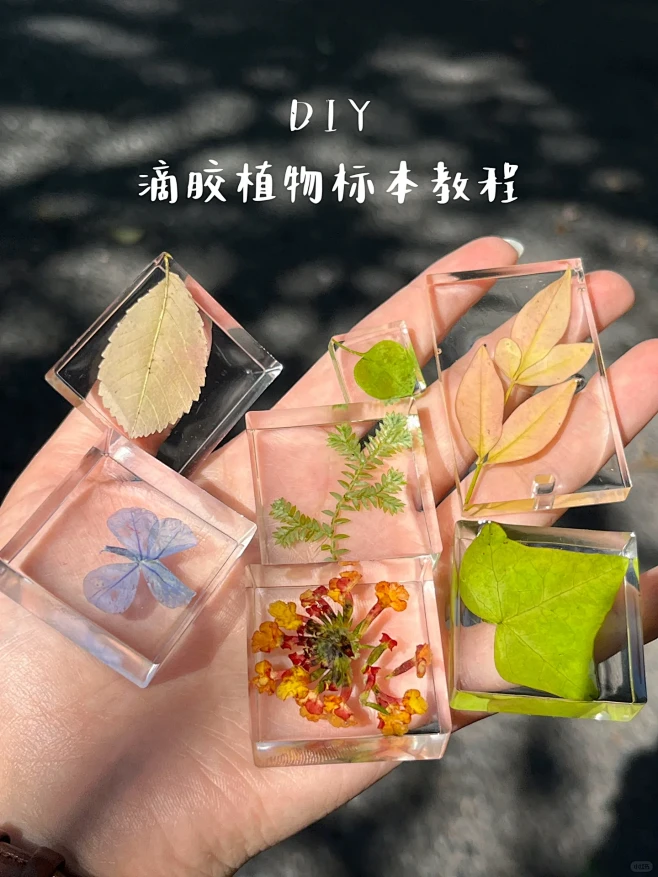 滴胶植物标本制作详细教程来了-花瓣网