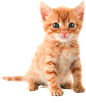 猫png图像免费下载图片小猫