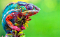 Animal - Chameleon  Green Lizard Animal Colorful Wallpaper
