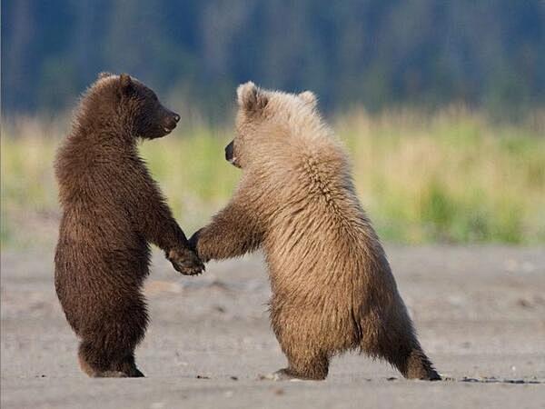 Grizzly bear cubs on...