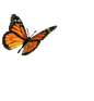 O1CN01NEX1y11JoOVtUGVlX_!!1645111075.gif (160×173)