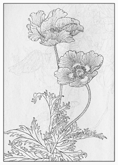 丽春花陌颜-yun采集到手绘—白描采集白兰花陌颜-yun采集到手绘—白描