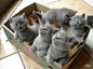 british shorthair: