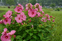 四川至美花境采集到植物