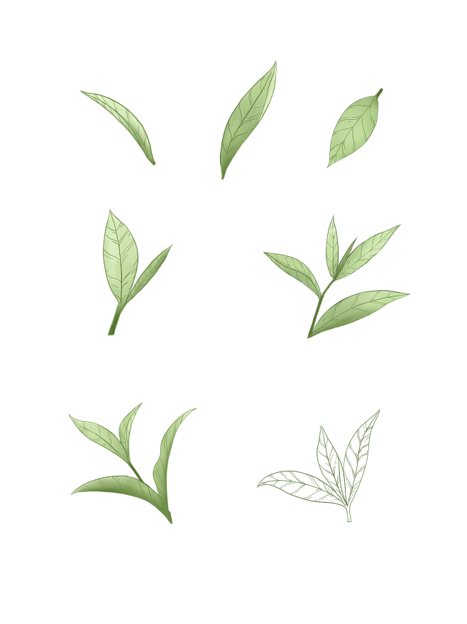 手绘插画春茶茶叶芽绿色