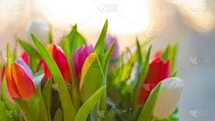 郁金香,春天,花束,自然,贺卡,粉色,女性,女性特质,生活方式,图像