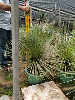 共赴采集到植物意向(沙地)