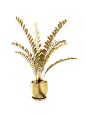 金盆6