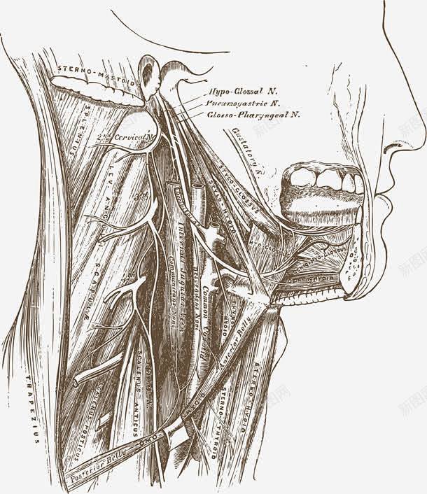 人体脖子器官肌肉侧视图 设计图片 免费下...