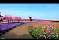 花田花海效果图